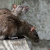 Мишките помагат на събратята си, дори в ущърб на своите интереси