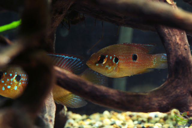 F1 Hemichromis lifalili(sp.moanda)