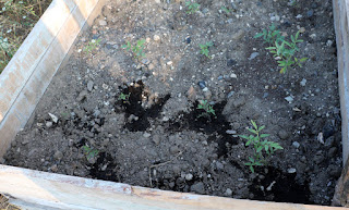A few tomato plants are added to the raised bed A few tomato plants are added to the raised bed