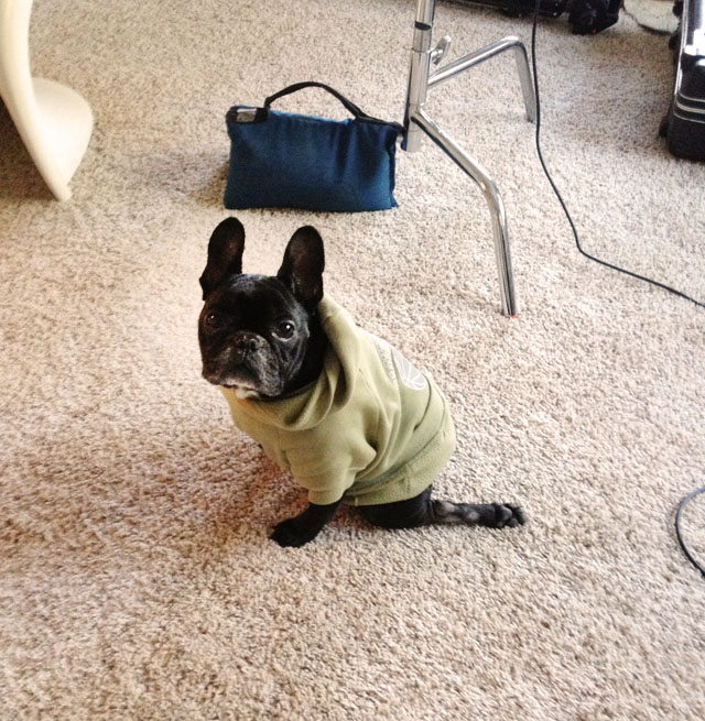 LeRoy, frenchie in a sweatshirt