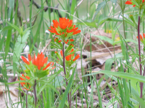 scarlet Indian paintbrush