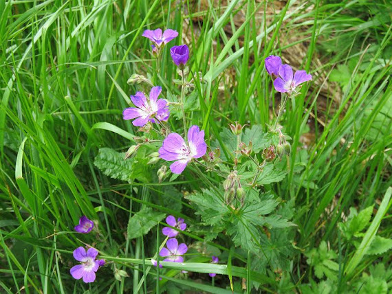 Bodziszek łąkowy (Geranium pratense) bodziszek