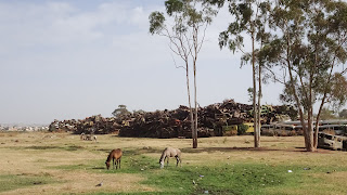 Horses can freely walk in Eritrea