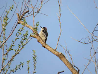 Battle Creek Wildlife Area Bird Sightings Northern California Birding