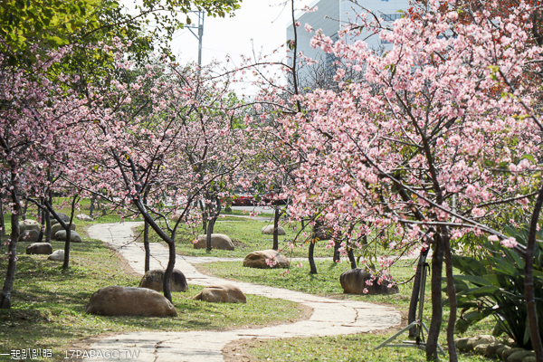 中科崴立機電櫻花公園河津櫻和吉野櫻率先登場，粉紅櫻花步道好美