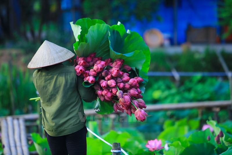 Lotus Vietnam’s national flower, a symbol of divine beauty Vietnam