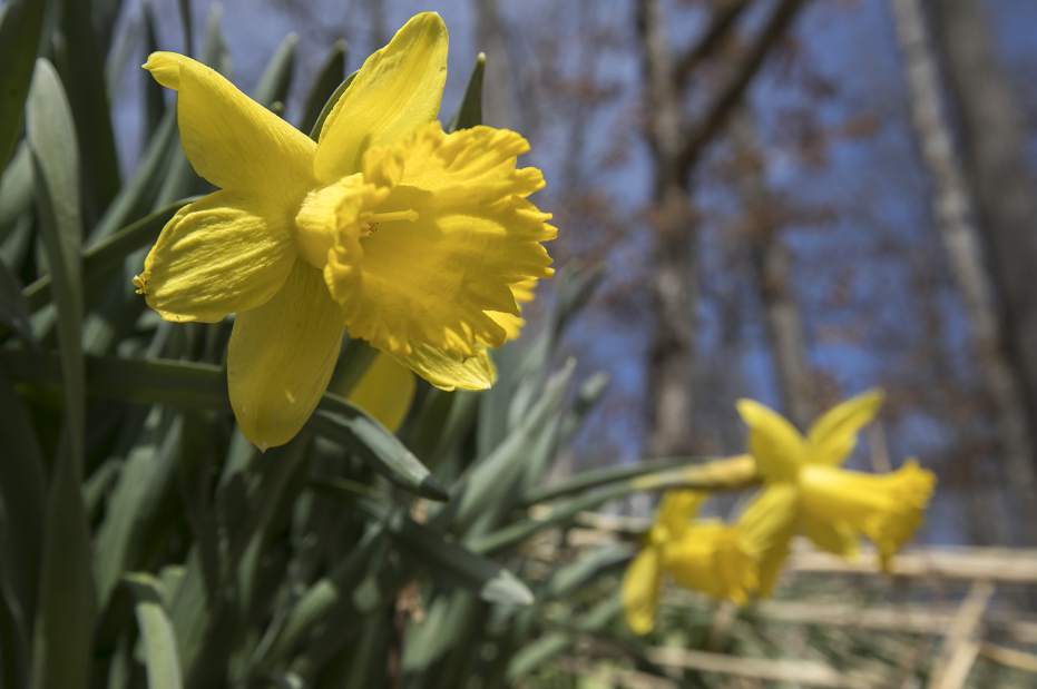 Beyond Easy: NPM: Wordsworth's daffodils