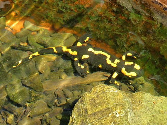 Salamandra salamandra