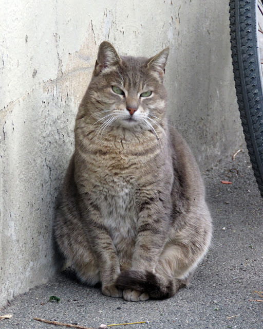 A very patient cat, Via del Fagiano, Livorno