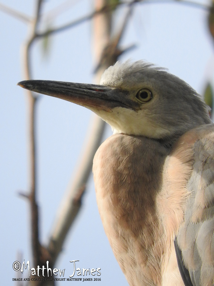 A Light In The Darkness Heron Totem Bird of the Week