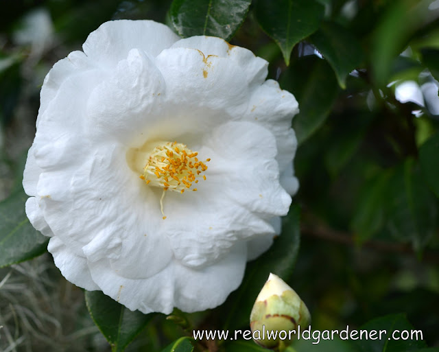 1-1-camellia%2Blovelight.JPG