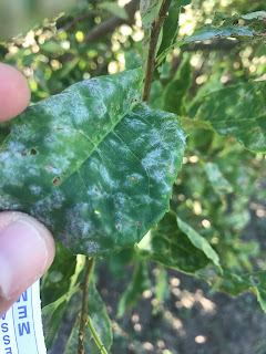 Powdery Mildew symptoms on chokecherry leaves