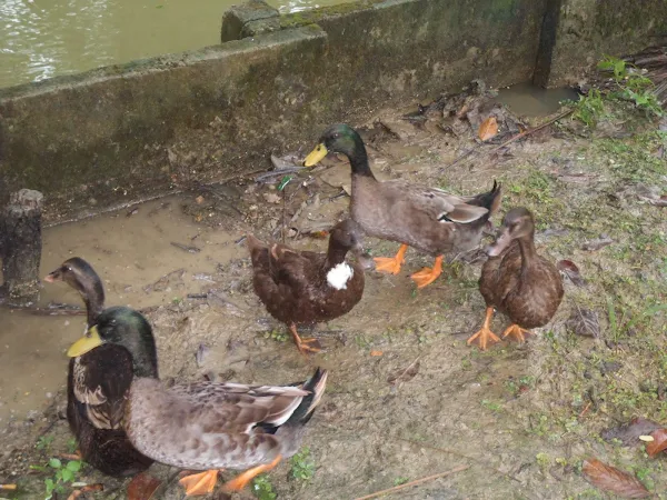how to raise ducks, raising ducks, duck farming, how to keep a duck flock, duck flock