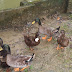 How To Raise Ducks?