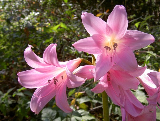 Azucena rosa o Amaryllis belladona Cuidados | Verde Jardín