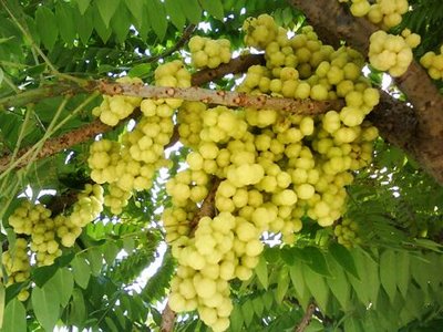 Buah Cermei Resep Cara Membuat Manisan Buah Cermei
