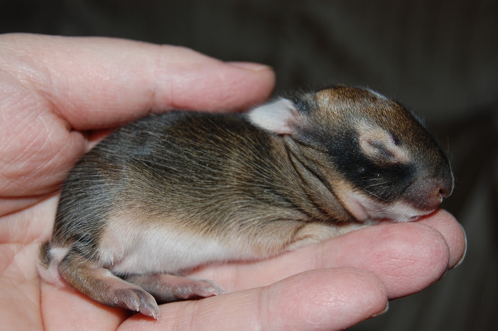 Sigi's Wild Tails and Creations: New Easel Card, Cottontail tiny babies