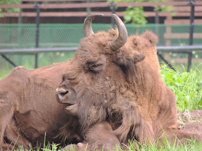 Puszcza Białowieska
