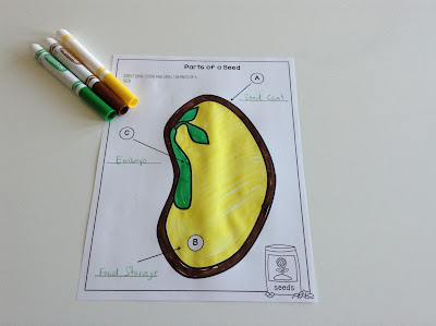 Printables Parts Of A Seed Worksheet teachermomplus3 parts of a seed felt puzzle free printable to go along with the i made you can download this worksheet plus life cycle plant printable