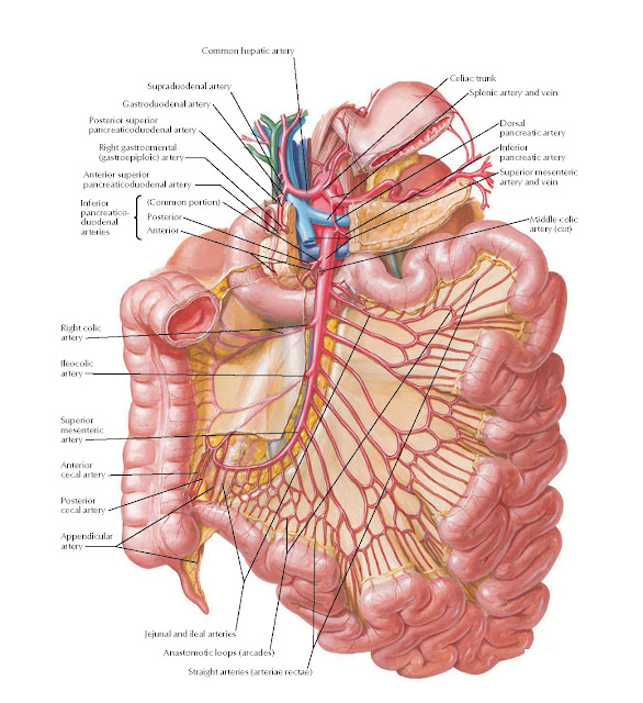 Arteries of Small Intestine Anatomy