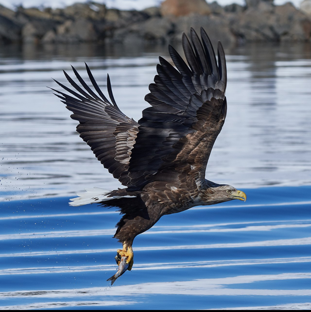 Maristella Tagliaferro Diario veneziano aquila di mare a San Giuliano