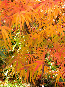 Acer palmatum linearlobum Japanese maple fall foliage at Toronto Botanical Garden by garden muses-not another Toronto gardening blog 