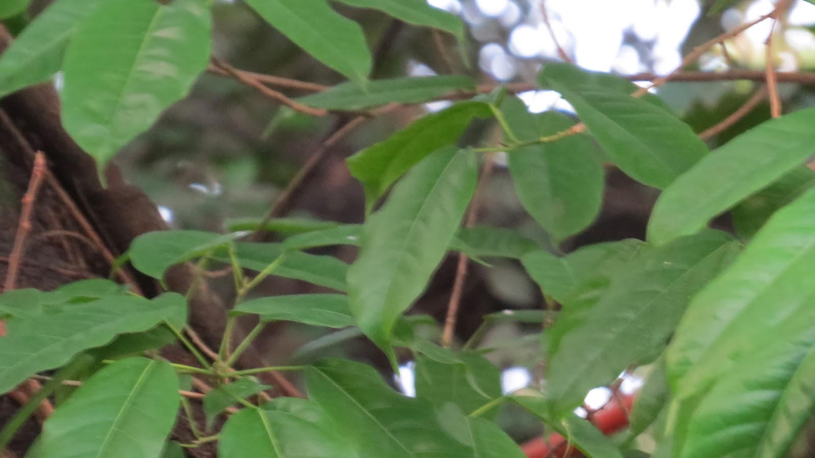 Photography with Dr. Ernie. Ficus red berries