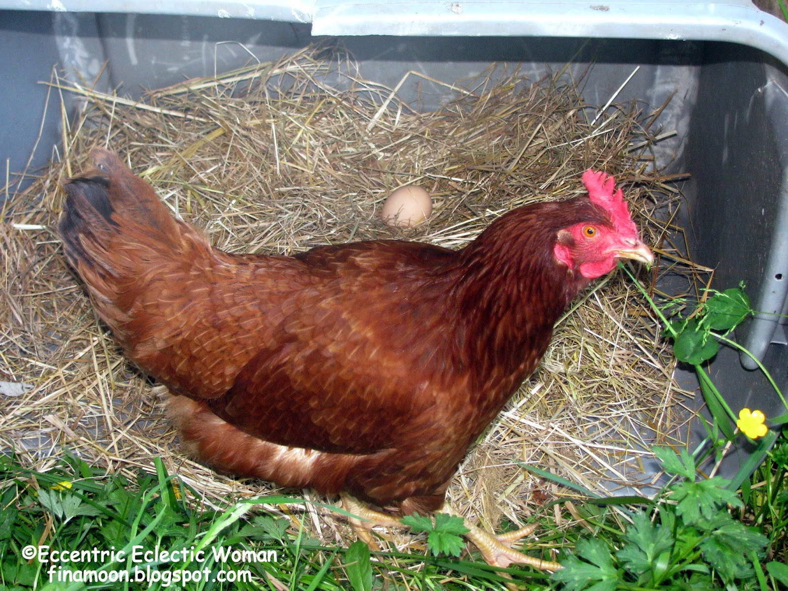 Eccentric Eclectic Woman Wordless Wednesday One Chicken All Alone