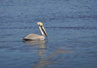 pelican pelican swimming in water