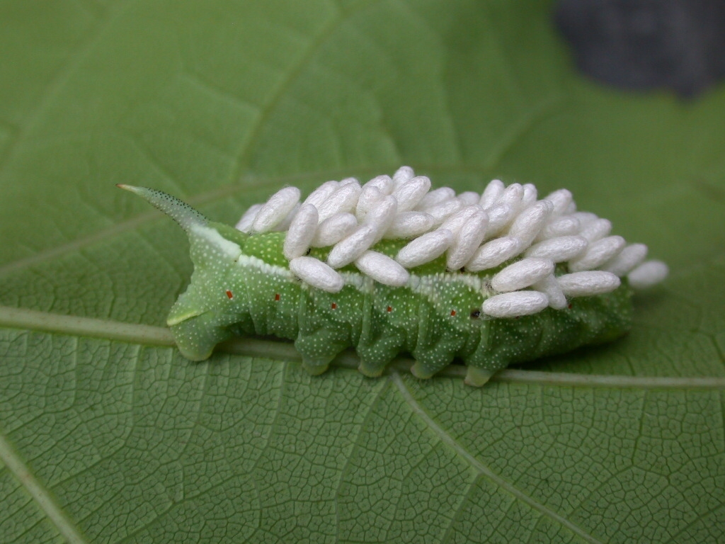 Gardening Shady Style Beneficial Insects in the Garden