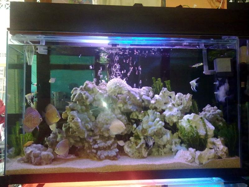 aquascape air laut mini akuarium laut mini 0852 6611 1653 rapih indah aquascape air laut mini akuarium laut mini 0852 6611 1653 rapih indah