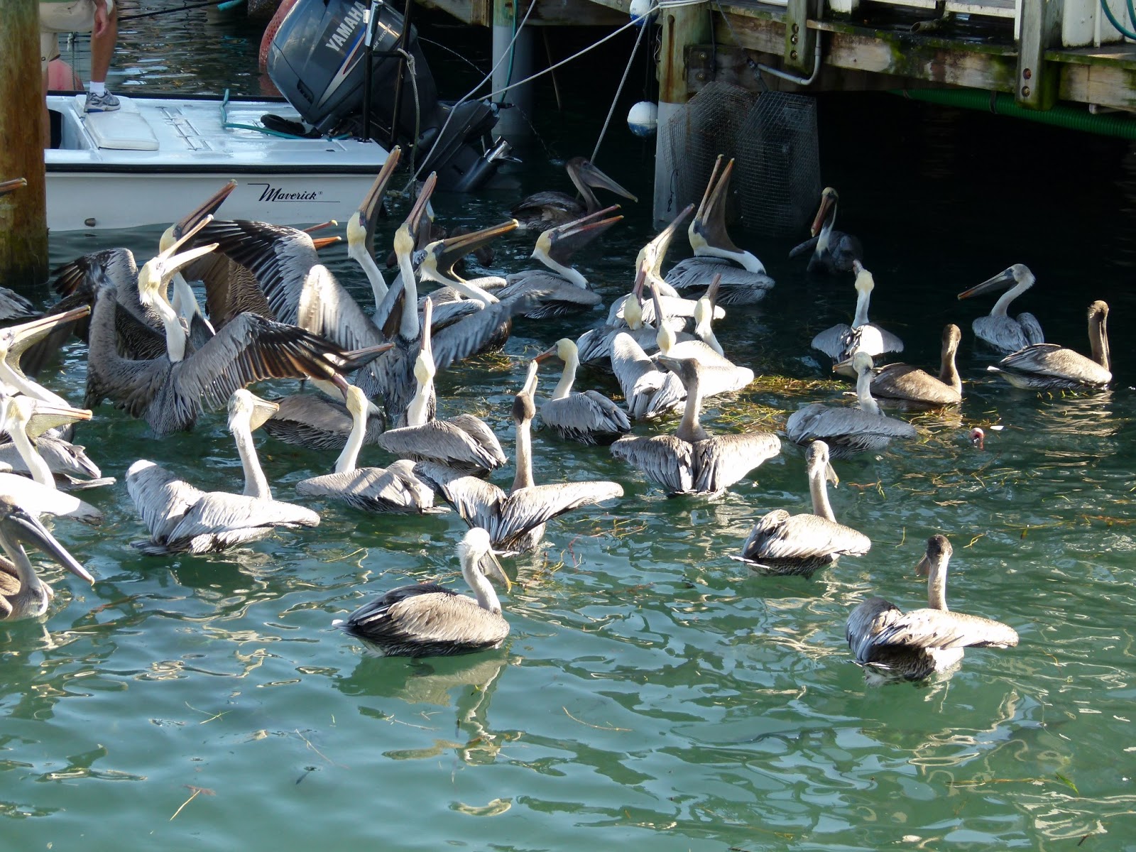 Visit Key West Tarpon feeding in Key West
