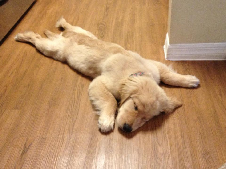 14 Sleepiest Puppies To Ever Take A Nap Cuteness