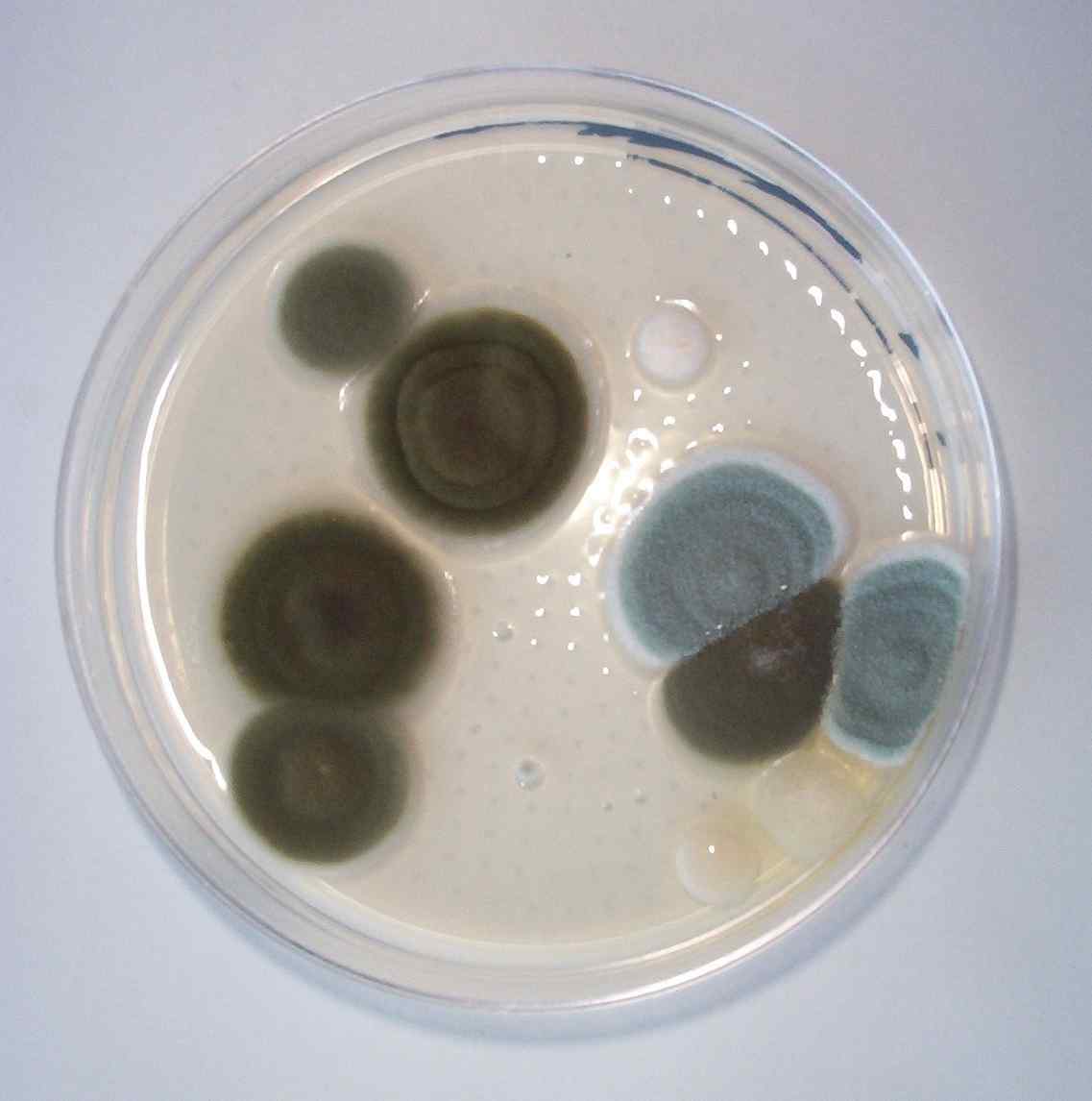 What Does Mold Smell Like >> Mold Testing Albuquerque What Does Mold Smell Like >> Mold Testing Albuquerque