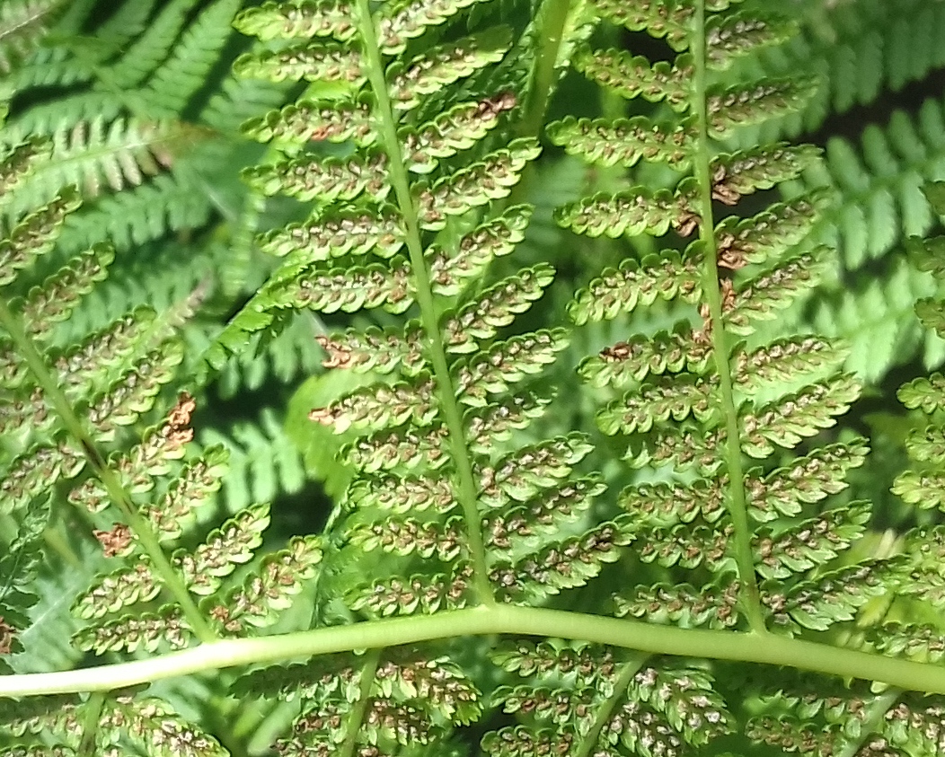 Filnore Woods Blog Fern spores