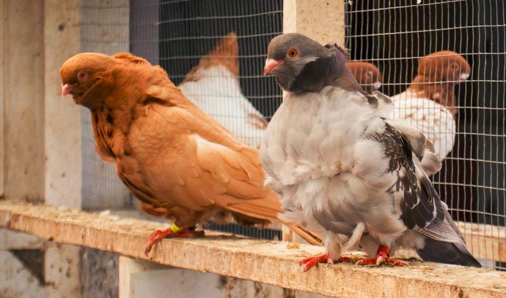 World of Pigeons and Doves Chinese Owl ( Chinesentaube )
