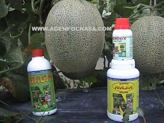 PANDUAN LENGKAP BUDIDAYA MELON DENGAN PUPUK ORGANIK NASA PANDUAN LENGKAP BUDIDAYA MELON DENGAN PUPUK ORGANIK NASA