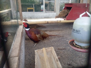 Ringneck Pheasant Dewasa
