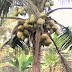 BIBIT KELAPA GENJAH ENTOK