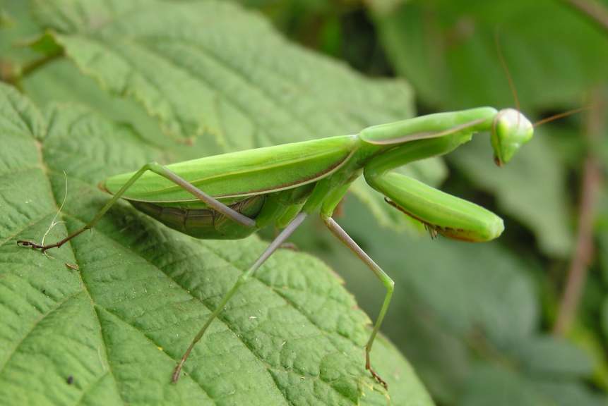 Animales Exoticos Información de la Mantis Religiosa