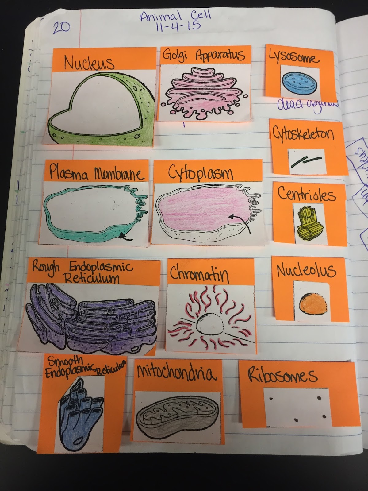 Teaching in Special Education: Animal Cells