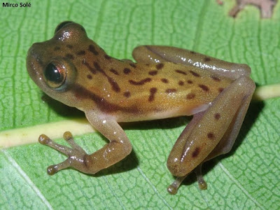 Nova espécie de perereca, Phyllodytes amadoi, foi encontrada na Bahia e seu nome homenagea o escritor baiano Jorge Amado. Foto: Mirco Solé Phyllodytes amadoi, nova espécie de perereca, jorge amado, escritor baiano, perereca, sapo, nova espécie, bahia, mata atlântica, mini sapos, mini pererecas, natureza, pesquisa, ciência