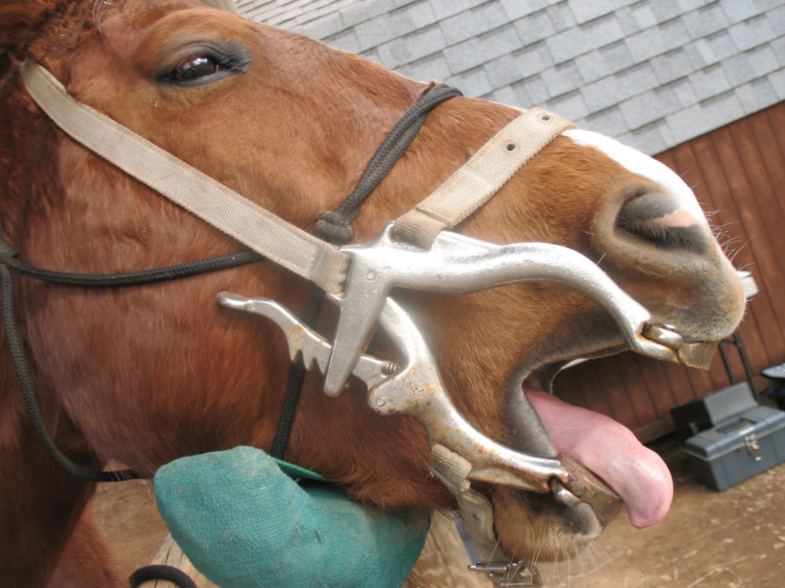 Kathy's Equine Dentistry