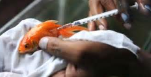 Penyakit Ikan Koki Dan Cara Mengobati