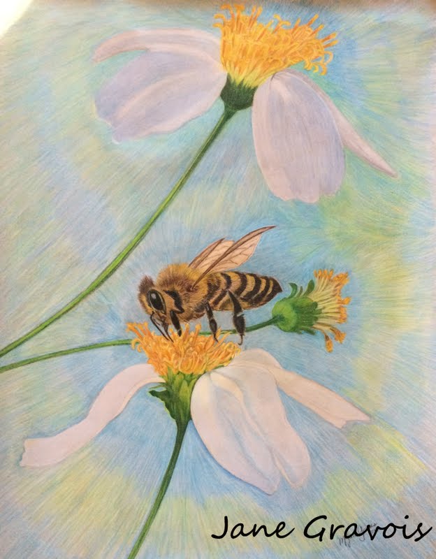 Honey Bee Colored Pencil Drawing — Tim Jeffs Art-saigonsouth.com.vn