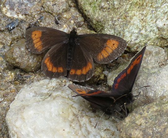 Górówka euriala (Erebia euryale). Górówka euriala (Erebia euryale).