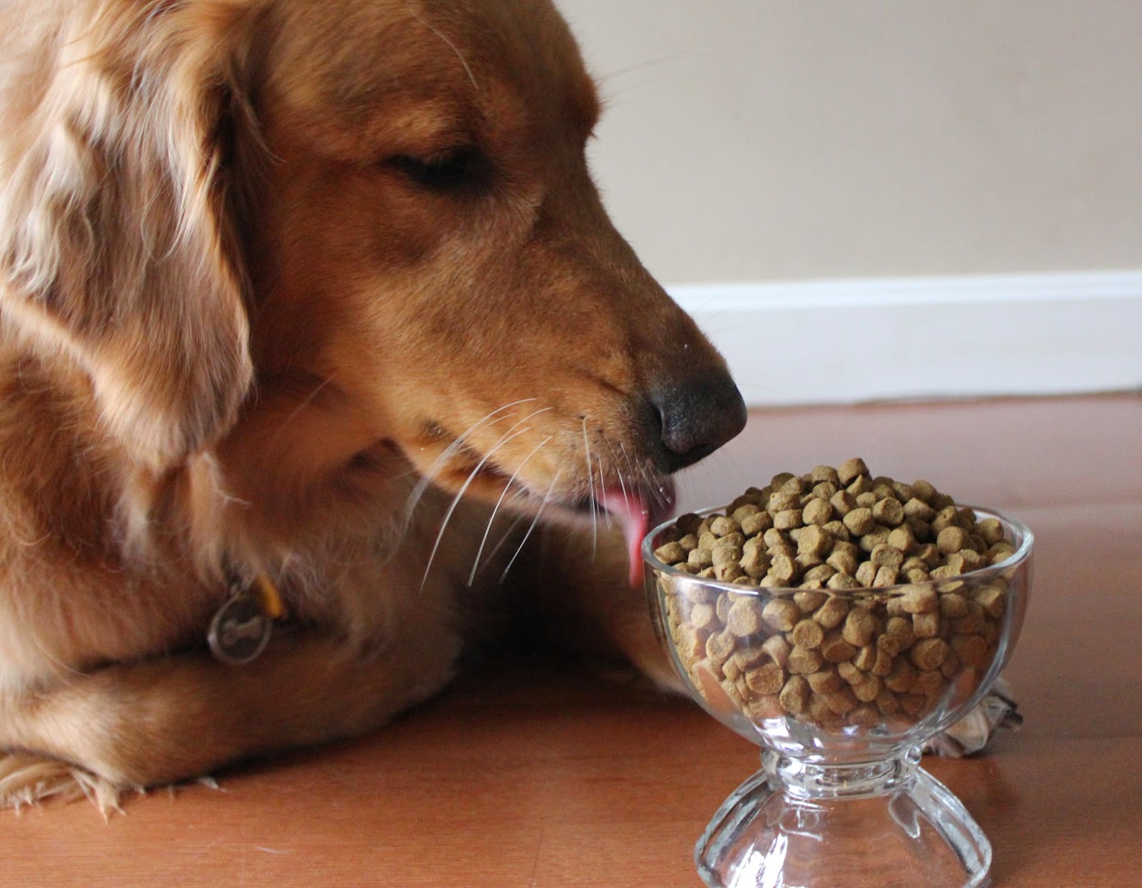 golden retriever dog tasting Only Natural Pet Canine Powerfood