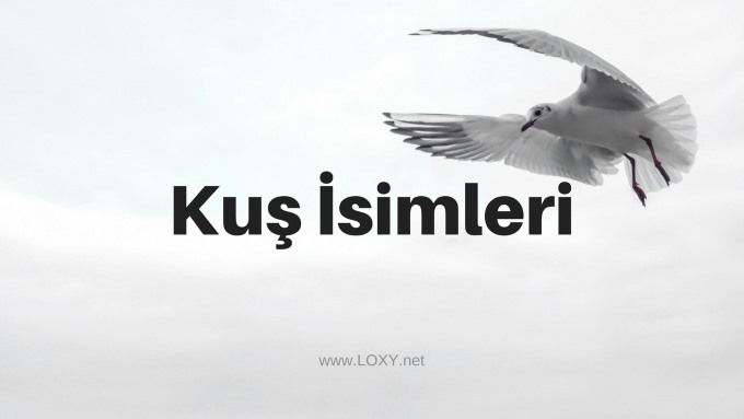 kuş isimleri kuş isimleri dişi erkek