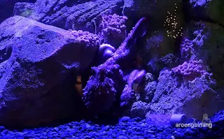 jakarta aquarium neo soho