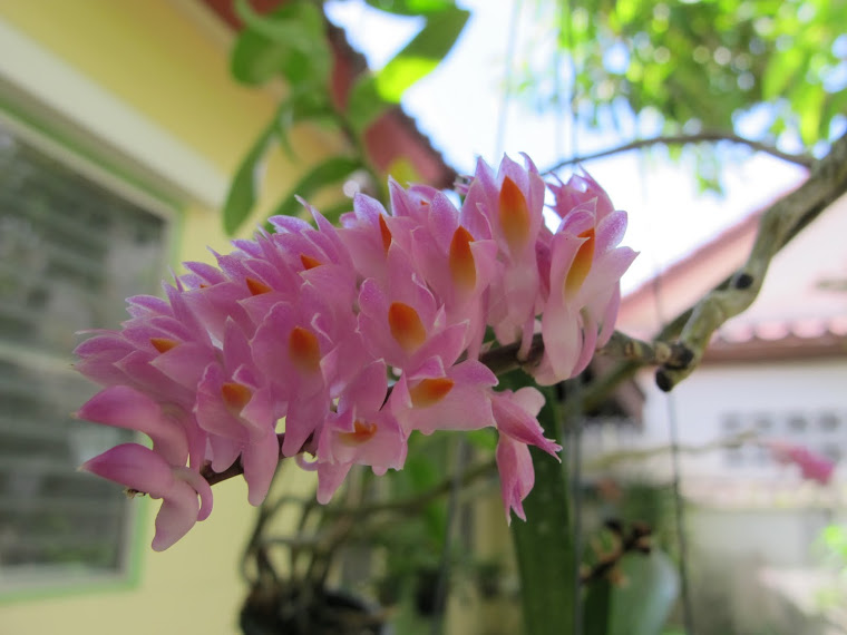 แปรงสีฟัน